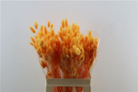 Lagurus Orange 50 Gram