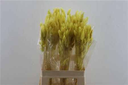 Lagurus Yellow 50 Gram