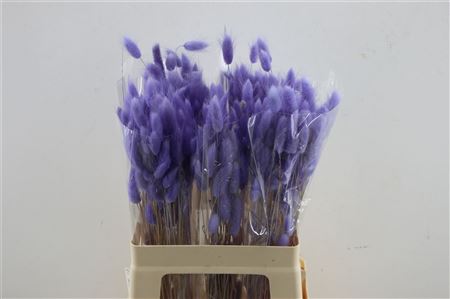Lagurus Lavander 50 Gram