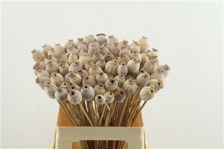 Papaver Dried