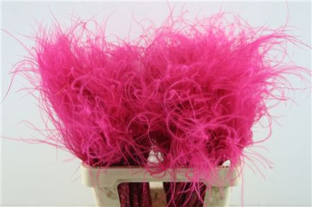 Stypha Penata Hotpink