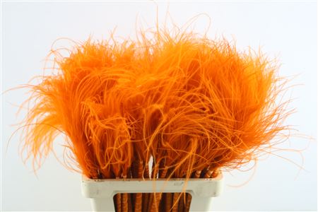 Stypha Penata Orange