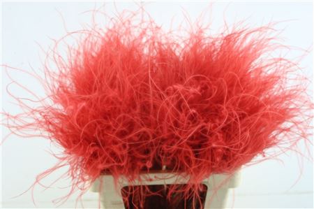Stypha Penata Red
