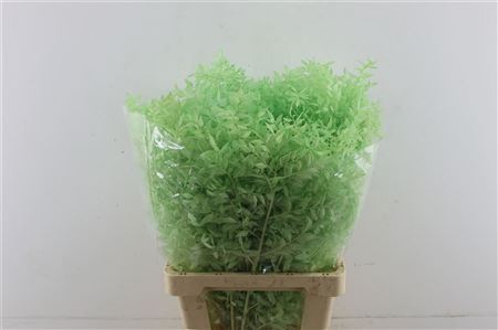 Wild Ruskus Mint