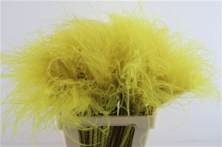Stypha Penata Yellow