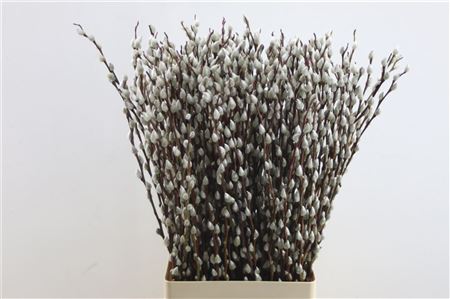 Salix Ca Snow Flake