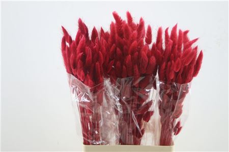 Lagurus Red 50 Gram