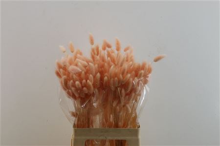 Lagurus Salmon 50 Gram