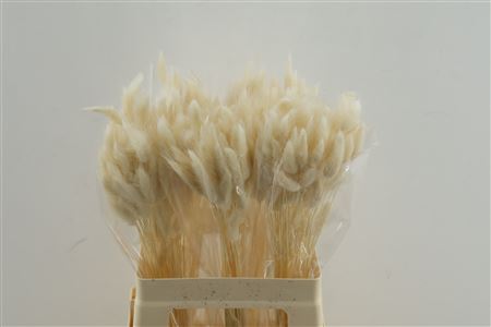 Lagurus Bleached 50 Gram