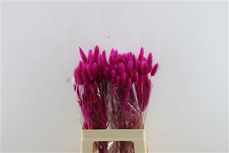 Lagurus Magenta 50 Gram