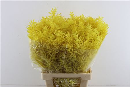 Wild Ruskus Yellow
