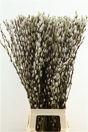 Salix Ca Snow Flake