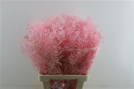 Wild Ruskus Rosa Baby