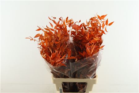 Ruscus. Stab Orange