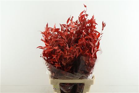Ruscus. Stab Red
