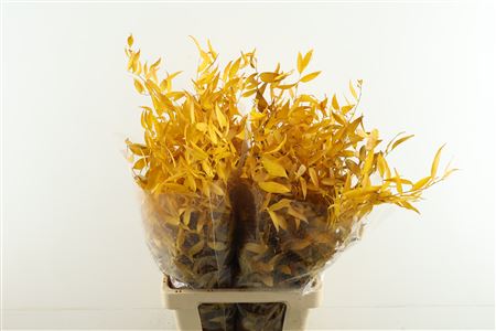 Ruscus. Stab Yellow