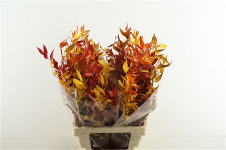 Ruscus. Stab Autumn