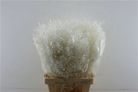 Wild Ruskus Bleached
