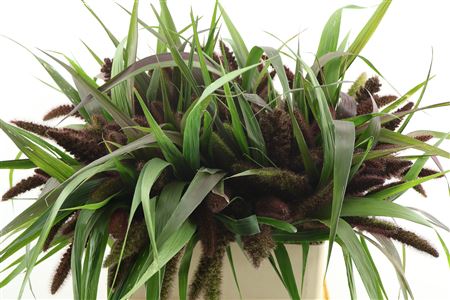Setaria It Red Jewel