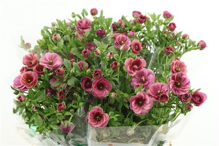 Ran Magical Raspberry 60cm