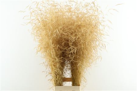 Deschampsia Nat 90cm Dried