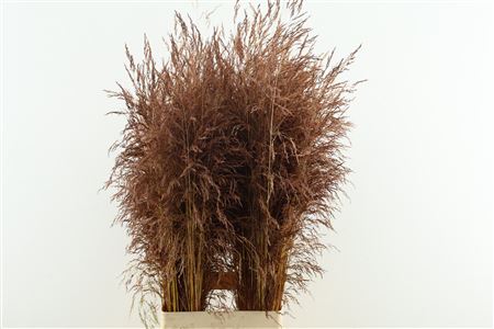Deschampsia Bordaux Dried