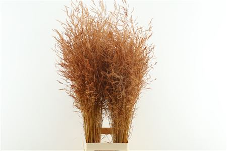 Deschampsia Orange Dried