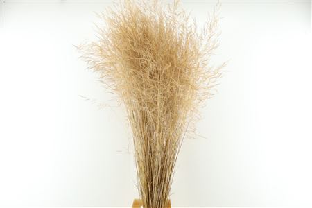 Deschampsia Nat 120cm Dried