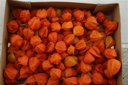Physalis Lampion Los