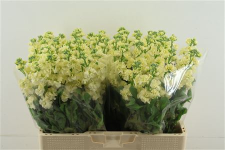 Matth Stox Yellow