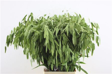 Chasmanthium Latifol