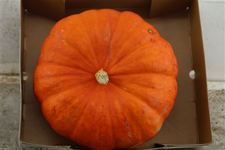 Cuc Curbita Pompon (x1) 25cm