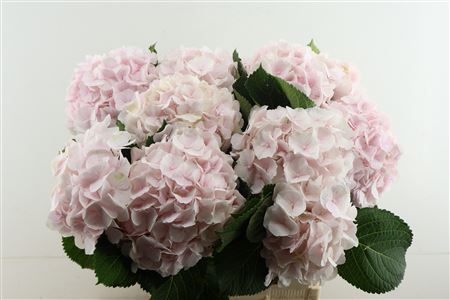 Hydr M Sw Verena