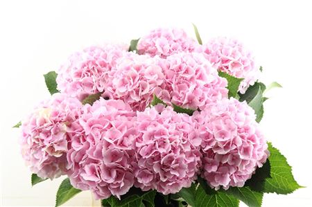 Hydr M Verena