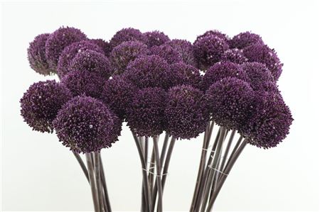 Allium Summer Drumme