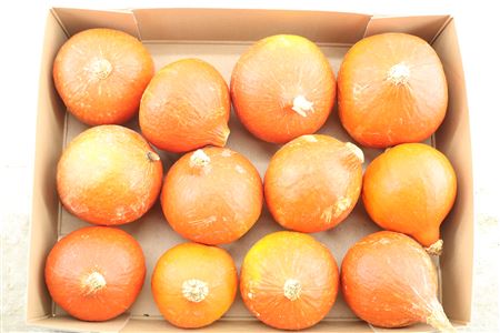Cucurbita (kalebas)