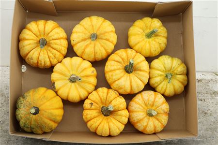 Cucurbita Pepo