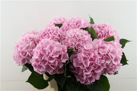 Hydr M Verena