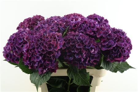 Hydr M Mon Amour Purple 60-18