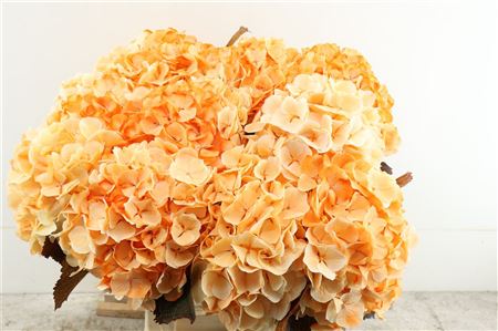 Hydr M Verena Paint Orange 60-20