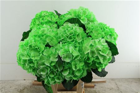 Hydr M Verena Paint Green 60-19
