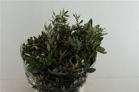 Querc Ilex