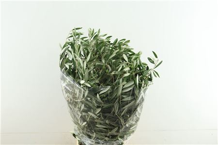 Olea Europaea