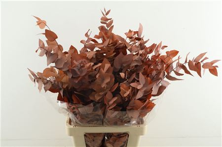 Euc. Stuartiana Stab Orange