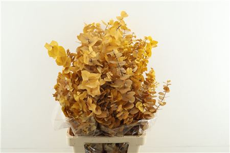 Euc. Stuartiana Stab Yellow