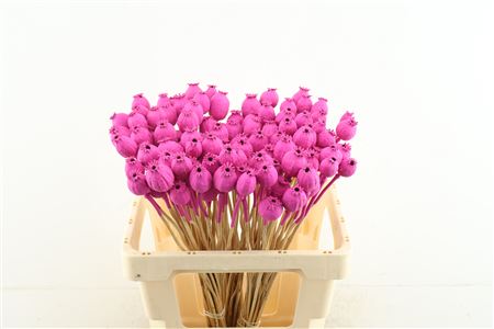 Papa Hot Pink