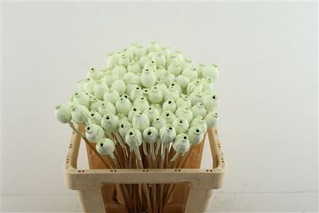 Papa Mint