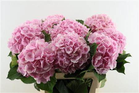 Hydr M Verena