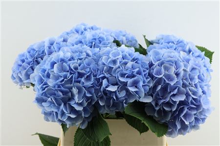Hydr M Verena Bl