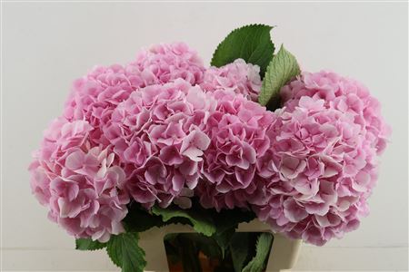 Hydr M Verena